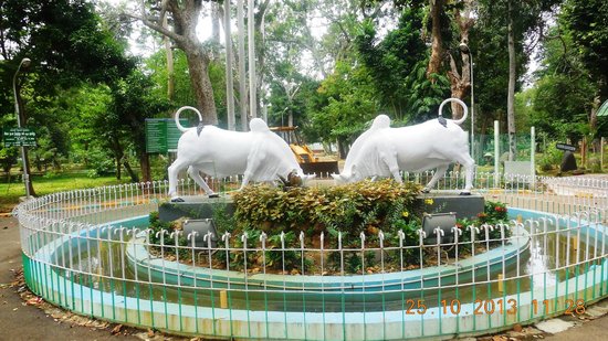 Exotic Pondi 2N
